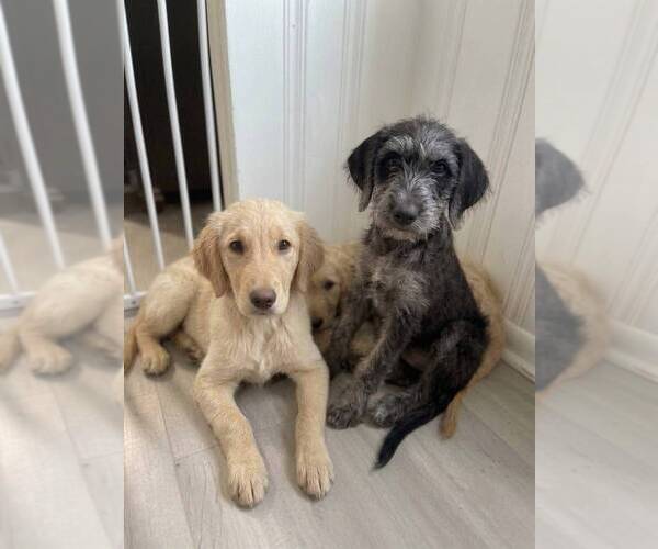Medium Photo #1 Catahoula Leopard Dog-Unknown Mix Puppy For Sale in CLEVES, OH, USA