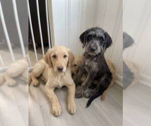 Catahoula Leopard Dog-Unknown Mix Puppy for sale in CLEVES, OH, USA