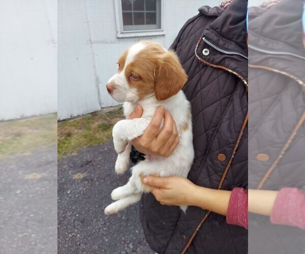 Medium Photo #3 Brittany Puppy For Sale in CULPEPER, VA, USA