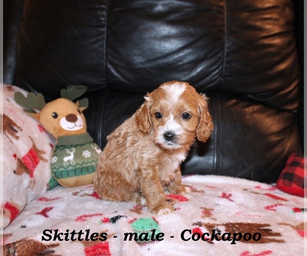 Medium Photo #2 Cockapoo (Miniature) Puppy For Sale in CLARKRANGE, TN, USA