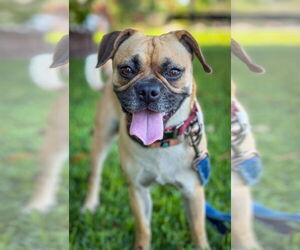 Pug-Unknown Mix Dogs for adoption in San Diego, CA, USA