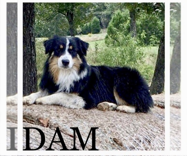 Medium Photo #1 Australian Shepherd Puppy For Sale in AUSTIN, AR, USA