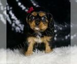 Small #3 Cavalier King Charles Spaniel