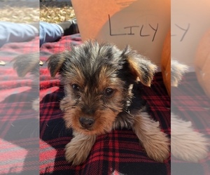 Yorkshire Terrier Puppy for sale in BUCYRUS, MO, USA