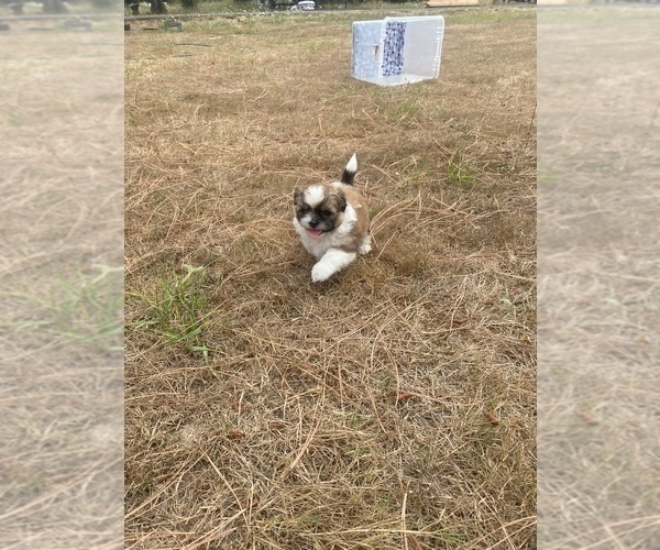 Medium Photo #55 Shih Tzu Puppy For Sale in VENETA, OR, USA