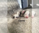 Small #2 Labradoodle