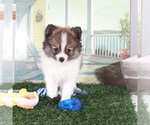Small #1 Pomeranian