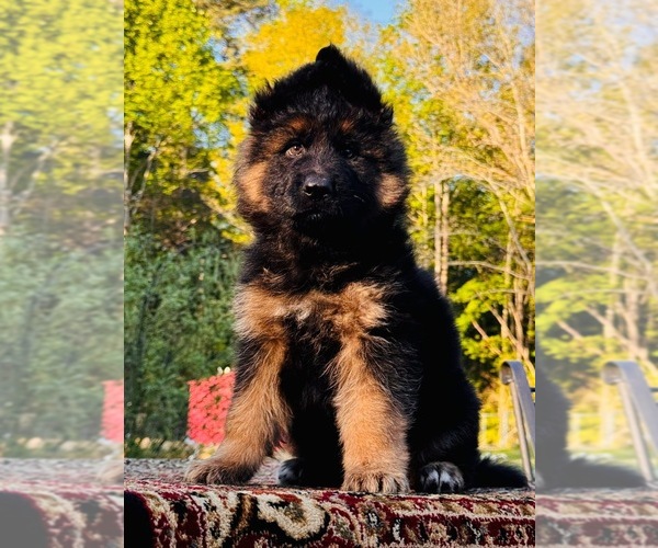 Medium Photo #1 German Shepherd Dog Puppy For Sale in GADSDEN, AL, USA