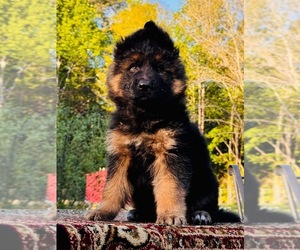 German Shepherd Dog Puppy for sale in GADSDEN, AL, USA