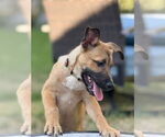 Small #11 Mutt