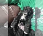 Small #5 Sheepadoodle