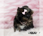 Small Photo #2 Yorkshire Terrier Puppy For Sale in KELLER, TX, USA