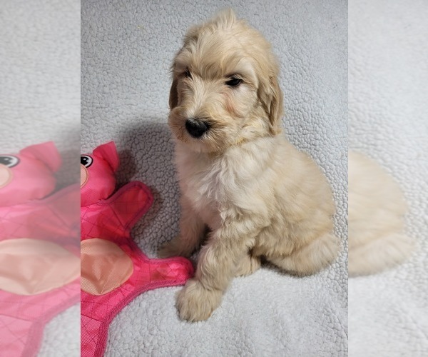 Medium Photo #5 Goldendoodle Puppy For Sale in AIKEN, SC, USA