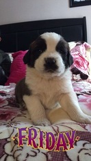Saint Bernard Puppy for sale in BOSQUE FARMS, NM, USA