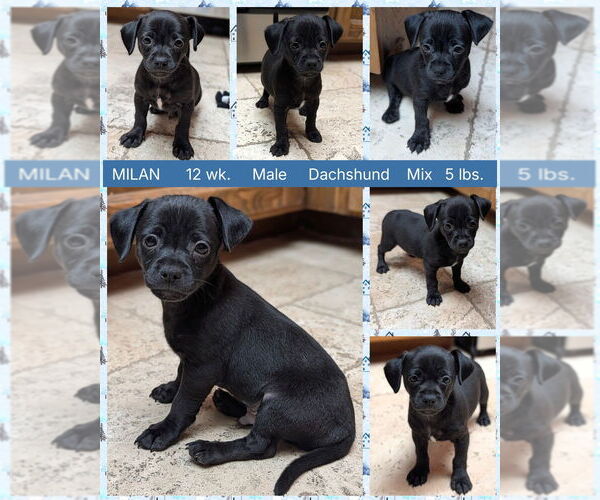 Medium Photo #1 Dachshund-Unknown Mix Puppy For Sale in Mesa, AZ, USA