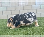 Small Photo #19 English Bulldog Puppy For Sale in CHICAGO, IL, USA