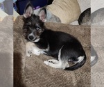 Small Photo #4 Alusky-Schnauzer (Miniature) Mix Puppy For Sale in MODESTO, CA, USA