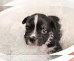 Small Photo #25 Australian Shepherd Puppy For Sale in STAFFORD, VA, USA