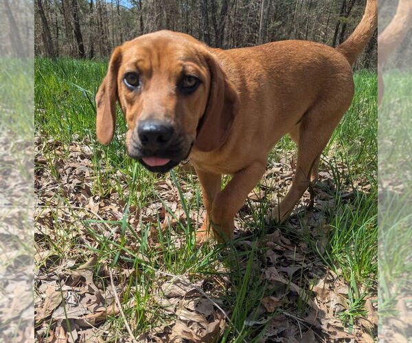 Medium Photo #11 Mutt Puppy For Sale in Vail, AZ, USA