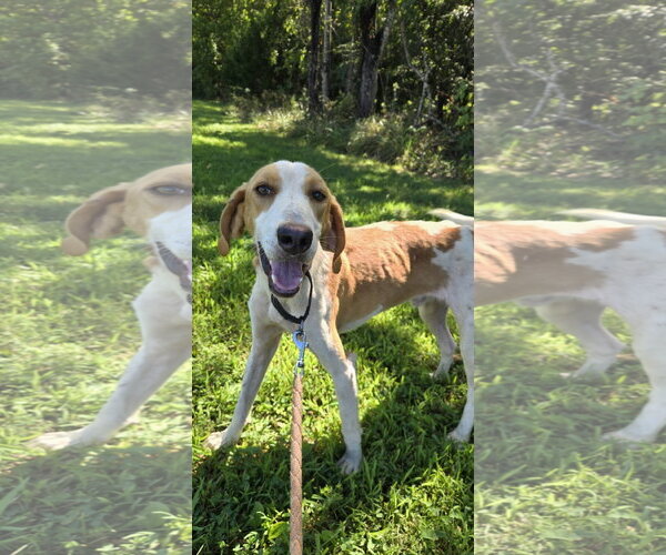 Medium Photo #2 Mutt Puppy For Sale in Rustburg, VA, USA