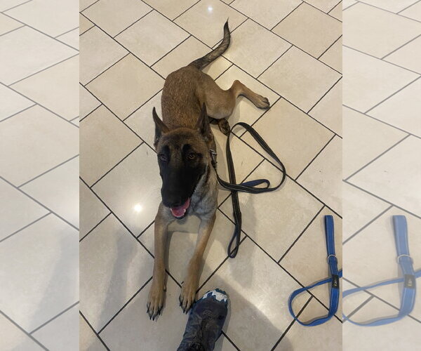 Medium Photo #2 Mutt Puppy For Sale in Stevens Point, WI, USA