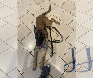 Becca - AZ - COURTESY POST - Female Mutt Dog for Adoption - Photo #2