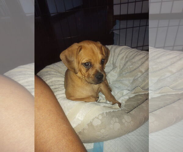 Medium Photo #12 Pug-Unknown Mix Puppy For Sale in San Diego, CA, USA