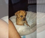 Small #11 Pug Mix