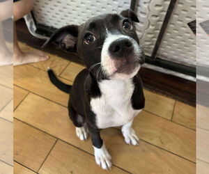 American Pit Bull Terrier-Labrador Retriever Mix Dogs for adoption in GILBERTS, IL, USA