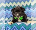 Small Photo #6 Border Collie Puppy For Sale in KIRKWOOD, PA, USA