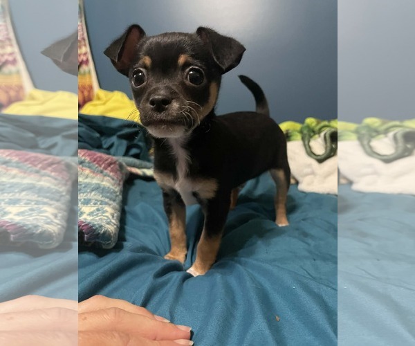 Medium Photo #3  Puppy For Sale in , 