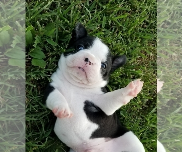 Medium Photo #12 Faux Frenchbo Bulldog Puppy For Sale in SEYMOUR, TN, USA