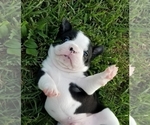 Small Photo #12 Faux Frenchbo Bulldog Puppy For Sale in SEYMOUR, TN, USA