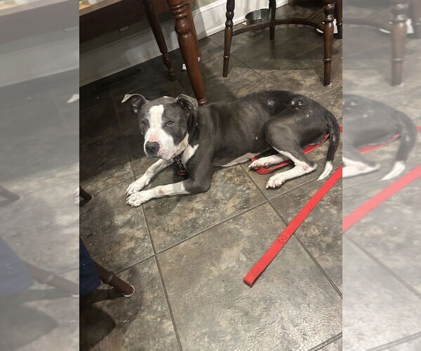 Medium Photo #6 American Pit Bull Terrier-American Staffordshire Terrier Mix Puppy For Sale in Brewster, NY, USA