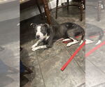 Small #5 American Pit Bull Terrier-American Staffordshire Terrier Mix
