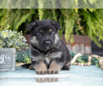 Small #2 German Shepherd Dog