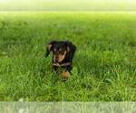 Small #2 Dachshund
