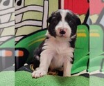 Small #7 Border Collie