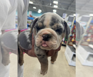 English Bulldog Puppy for sale in RANCHO CUCAMONGA, CA, USA