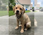 Small #21 Labrador Retriever Mix