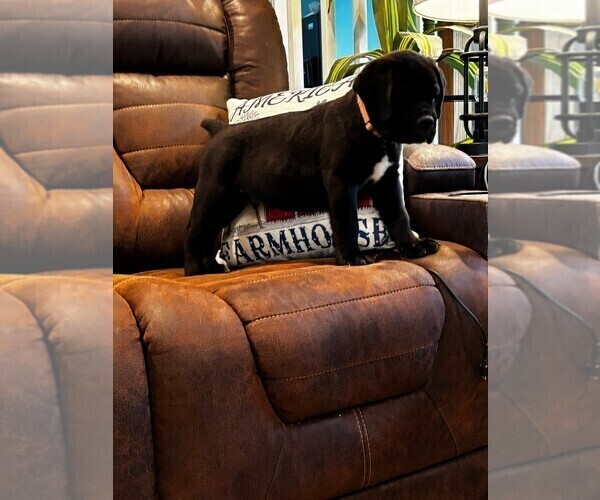 Medium Photo #2 Cane Corso Puppy For Sale in REEVESVILLE, SC, USA