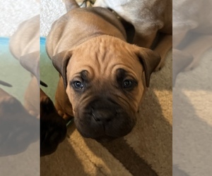 Boerboel Puppy for sale in BENTON, KY, USA