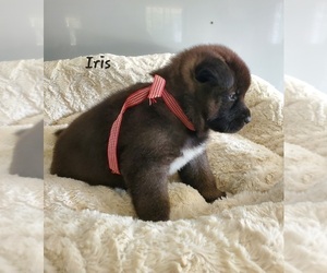 Akita Puppy for Sale in FRESNO, Ohio USA