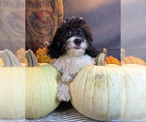 Cavapoo (Miniature) Puppy for Sale in OCALA, Florida USA