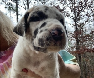 Great Dane Puppy for sale in CLANTON, AL, USA