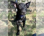 Small #1 Mutt
