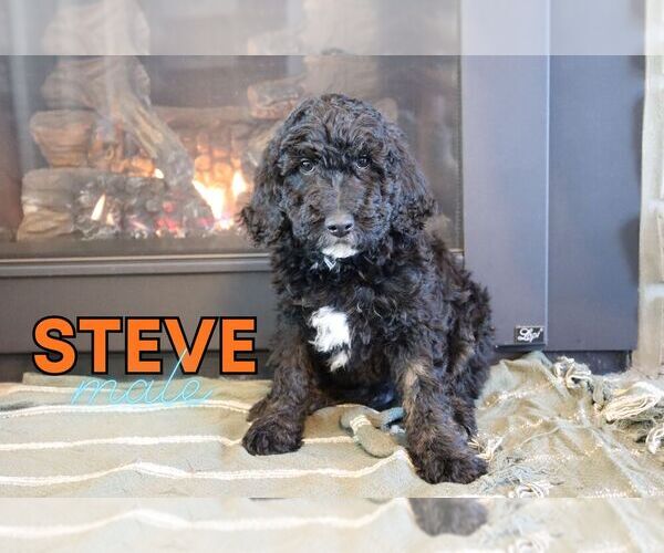 Medium Photo #1 Goldendoodle (Miniature) Puppy For Sale in NORTH LIBERTY, IN, USA