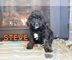 Goldendoodle (Miniature) Puppy for sale in NORTH LIBERTY, IN, USA