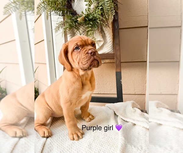 Medium Photo #1 Dogue de Bordeaux Puppy For Sale in RIVERSIDE, CA, USA