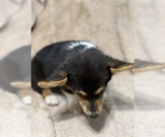 Small #6 Pembroke Welsh Corgi